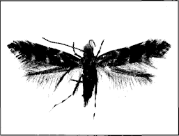 Attēlu rezultāti vaicājumam “Cameraria ohridella”