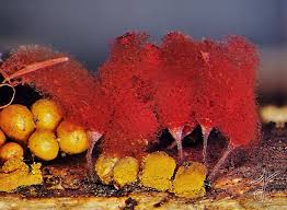 Attēlu rezultāti vaicājumam “Arcyria denudata spores”