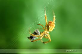 Image result for st andrews cross spider