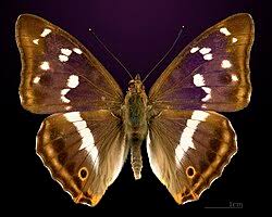 Attēlu rezultāti vaicājumam “Apatura iris male”