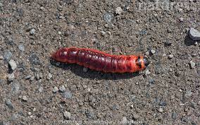 Attēlu rezultāti vaicājumam “Cossus cossus larva”