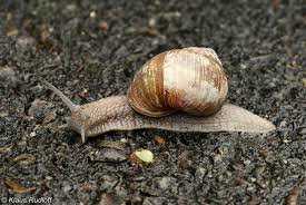 Attēlu rezultāti vaicājumam “Helix pomatia”