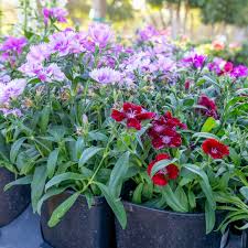 Image result for Dianthus
