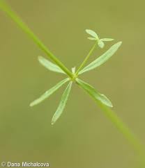 Attēlu rezultāti vaicājumam “Galium palustre fruit”