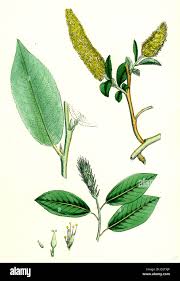 Attēlu rezultāti vaicājumam “Salix pentandra leaf”