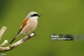 Attēlu rezultāti vaicājumam “Lanius collurio”