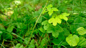 Attēlu rezultāti vaicājumam “Listera ovata leaf”