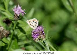Attēlu rezultāti vaicājumam “Lycaena tityrus female”