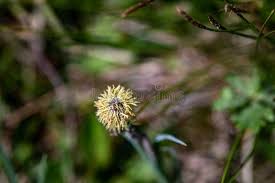 Attēlu rezultāti vaicājumam “Carex caryophyllea flower”