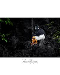 Attēlu rezultāti vaicājumam “Laccognathus panderi”