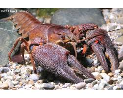 Attēlu rezultāti vaicājumam “Astacus astacus”