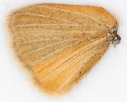 Attēlu rezultāti vaicājumam “Thymelicus lineola male”