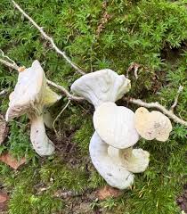 Attēlu rezultāti vaicājumam “Hypomyces chrysospermus”