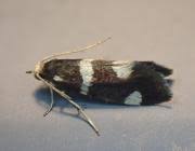 Attēlu rezultāti vaicājumam “Incurvaria praelatella”