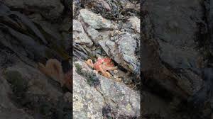 Image result for Octopushy (Croydon Area)