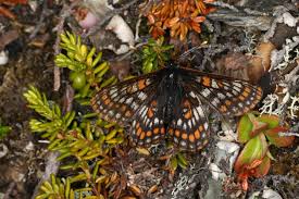 Attēlu rezultāti vaicājumam “Euphydrias aurinia upperside”
