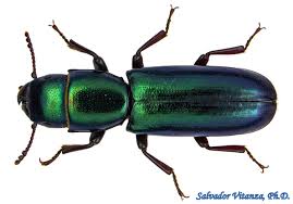 Attēlu rezultāti vaicājumam “Trogossitidae”