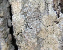 Attēlu rezultāti vaicājumam “Pertusaria coccodes”