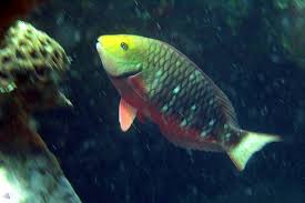 Image result for Sparisoma amplum