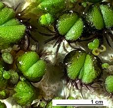 Attēlu rezultāti vaicājumam “Ricciocarpos natans”