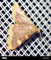 Attēlu rezultāti vaicājumam “Hypsopygia costalis”