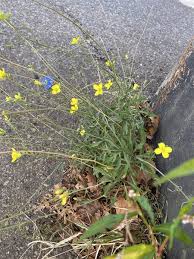 Image result for Diplotaxis tenuifolia