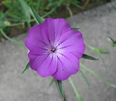 Image result for Agrostemma githago