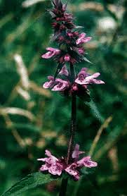 Attēlu rezultāti vaicājumam “Stachys sylvatica”