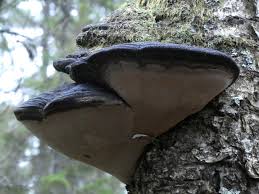 Attēlu rezultāti vaicājumam “Phellinus nigricans”