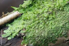 Attēlu rezultāti vaicājumam “Radula complanata”