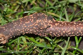 Attēlu rezultāti vaicājumam “Nectria cinnabarina”