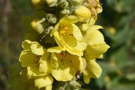 Attēlu rezultāti vaicājumam “Verbascum densiflorum”