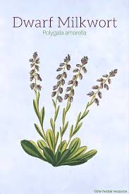 Attēlu rezultāti vaicājumam “Polygala amarella leaf”