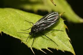 Attēlu rezultāti vaicājumam “Sciara analis”