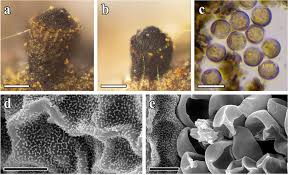 Attēlu rezultāti vaicājumam “Licea pusilla spores”