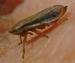 Attēlu rezultāti vaicājumam “Neophilaenus lineatus”