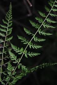 Attēlu rezultāti vaicājumam “Cystopteris fragilis”