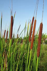 Attēlu rezultāti vaicājumam “Typha angustifolia  leaf”