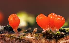 Attēlu rezultāti vaicājumam “Hemitrichia decipiens stalked”