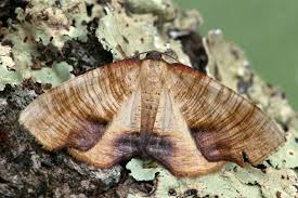 Attēlu rezultāti vaicājumam “Plagodis dolabraria”