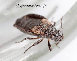 Attēlu rezultāti vaicājumam “Nithecus jacobaeae”