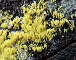 Attēlu rezultāti vaicājumam “Mucronella calva”