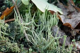 Attēlu rezultāti vaicājumam “Cladonia coniocraea”