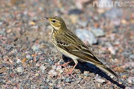 Attēlu rezultāti vaicājumam “Anthus trivialis”