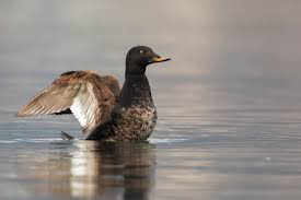 Attēlu rezultāti vaicājumam “Melanitta fusca”