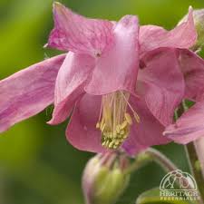 Attēlu rezultāti vaicājumam “Aquilegia vulgaris bud”