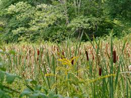 Attēlu rezultāti vaicājumam “Typha latifolia”