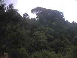 Image result for синхараджа