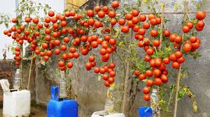 Afbeeldingsresultaat voor rose quartz tomato