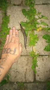 Attēlu rezultāti vaicājumam “Limax maximus”